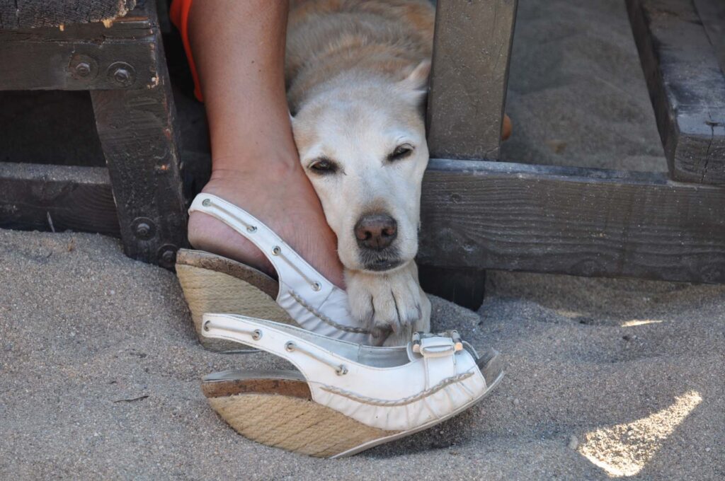 Blonde labrador ligt tevreden onder een houten tafel in het zand, met zijn kop op de voeten van zijn baasje.
