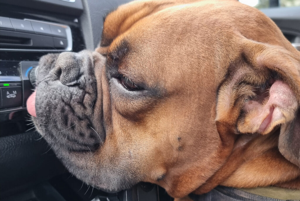 hond in auto