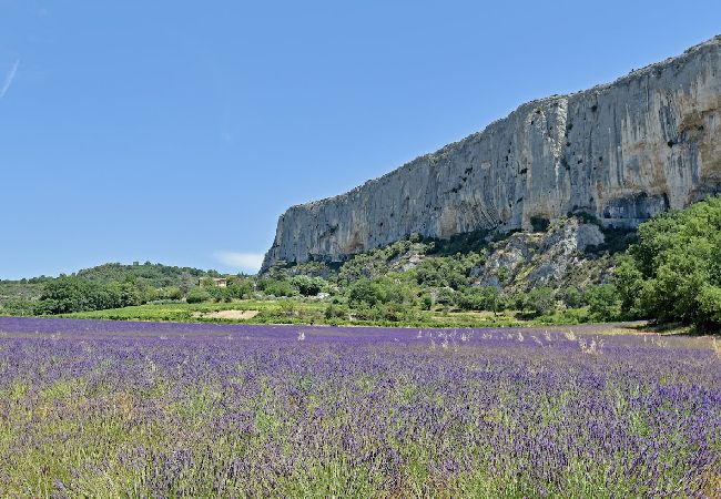 84LUCK, Lavendelfelder in der Nähe der Villa, Murs, Lubéron, Provence, Südfrankreich