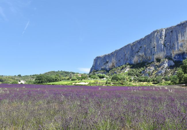 Wunderschöne Lavendelfelder mit dem Luberon-Berg im Hintergrund, in der Nähe der Villa Chris - Murs - Lubéron - Provence