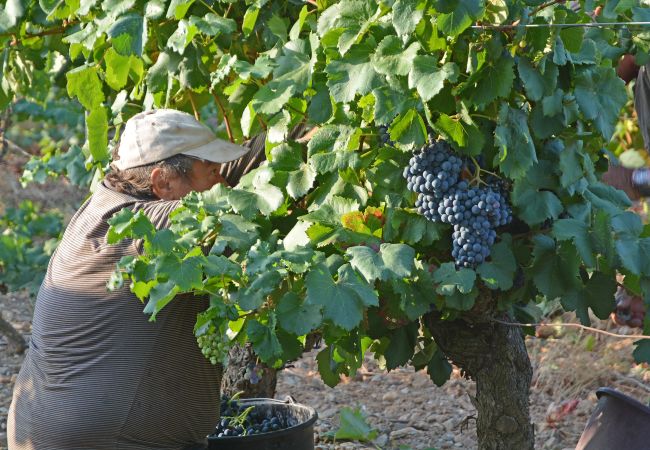 83BOLD Cueillette de raisin en septembre à 1km du logement, Lorgues, Provence, sud de la France